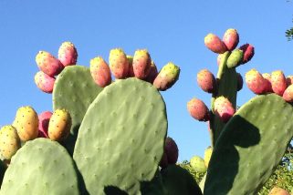 prickly-pear-555530_1920